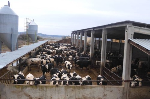 Dos sistemas de encamado diferentes para el cebo de terneros