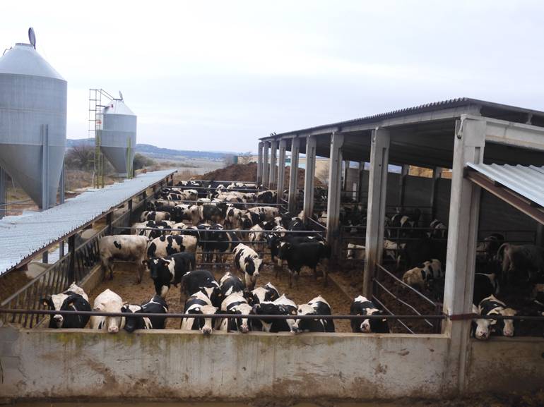 Dos sistemas de encamado diferentes para el cebo de terneros