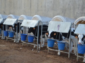 Rentabilidad de las explotaciones ganaderas mediante la recría de novillas