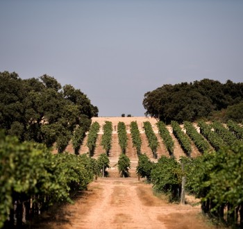 La producción nacional de vino y mosto se acercó a los 40 Mhl en la actual campaña 2021/22