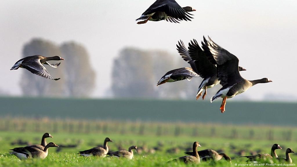 La gripe aviar detectada en varias aves silvestres muertas en Soses, Lleida, no cambia el estatus sanitario nacional