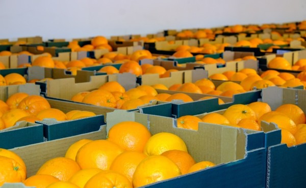 Los países terceros elevan sus ventas citrícolas al mercado UE en los meses iniciales de la campaña 2021/22