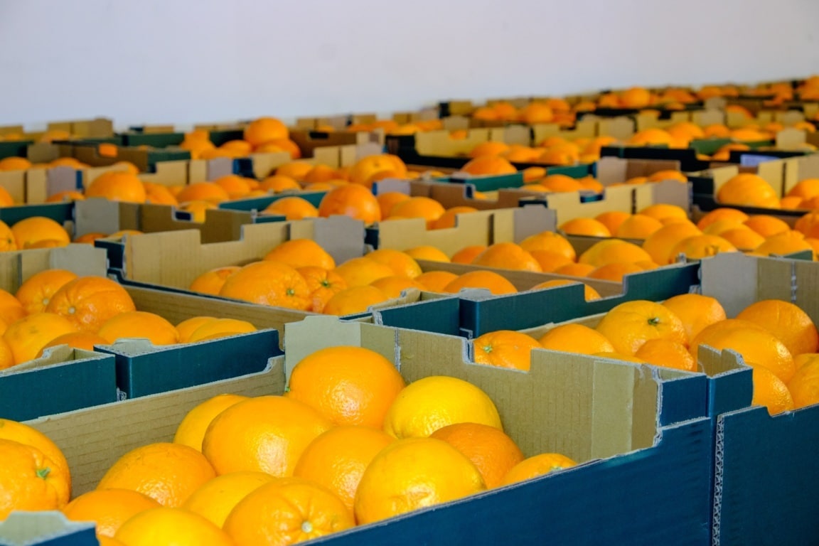 Los países terceros elevan sus ventas citrícolas al mercado UE en los meses iniciales de la campaña 2021/22