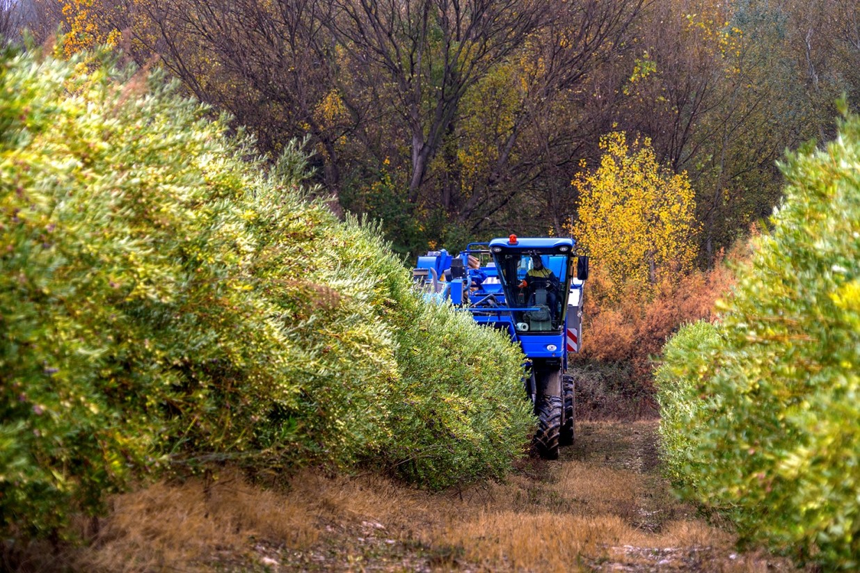 La producción nacional de aceite de oliva se disparó hasta las 530.230 t en diciembre pasado