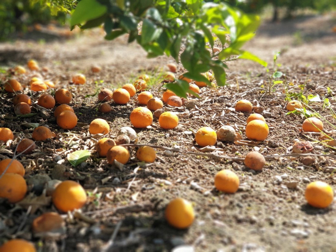 Las importaciones de Sudáfrica y Egipto echan por tierra las cotizaciones en campo de la naranja española y valenciana  