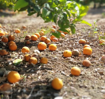 Las importaciones de Sudáfrica y Egipto echan por tierra las cotizaciones en campo de la naranja española y valenciana  