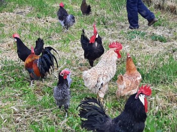 Los primeros focos de gripe aviar ponen ya en situación de riesgo la exportación avícola española