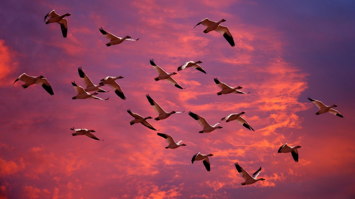 Nuevo foco de gripe aviar en cinco aves silvestres muertas en la Laguna el Bohodón (Ávila)