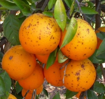 AVA-Asaja denuncia que los cítricos sudafricanos acumulan este año 13 detecciones de mancha negra