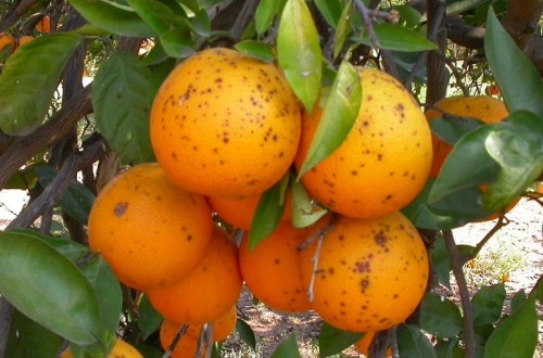 AVA-Asaja denuncia que los cítricos sudafricanos acumulan este año 13 detecciones de mancha negra