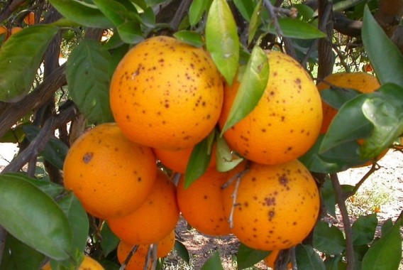 AVA-Asaja denuncia que los cítricos sudafricanos acumulan este año 13 detecciones de mancha negra