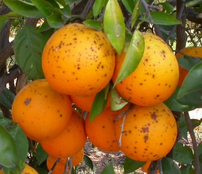 AVA-Asaja denuncia que los cítricos sudafricanos acumulan este año 13 detecciones de mancha negra
