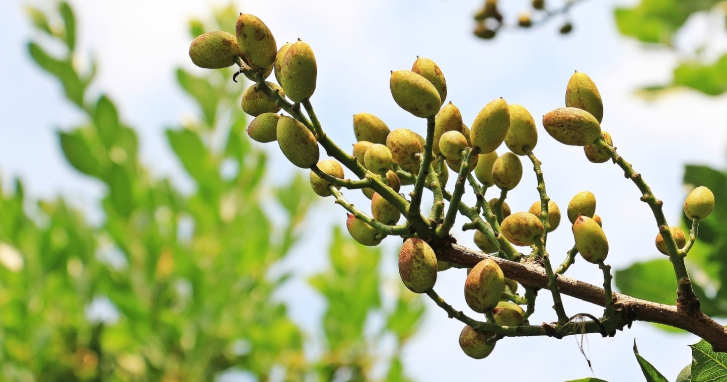 El cultivo de frutos secos continúa en expansión ante el repunte de la demanda