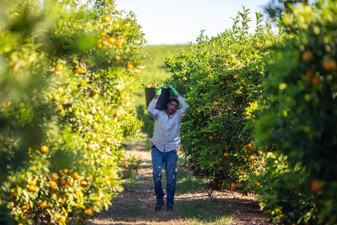 La ocupación en la actividad Agricultura aumentó un 7,4% y quedó en 840.100 empleados al término de 2021