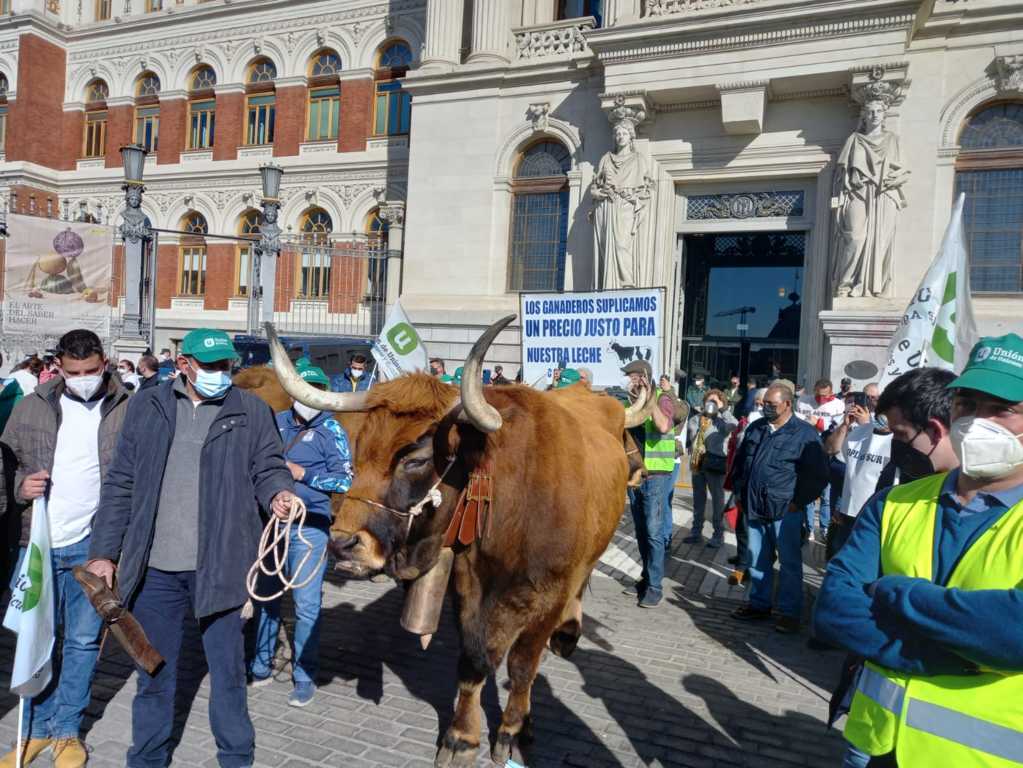 Ganaderos de vacuno de leche reclaman en Madrid contundencia contra los abusos en la cadena de valor