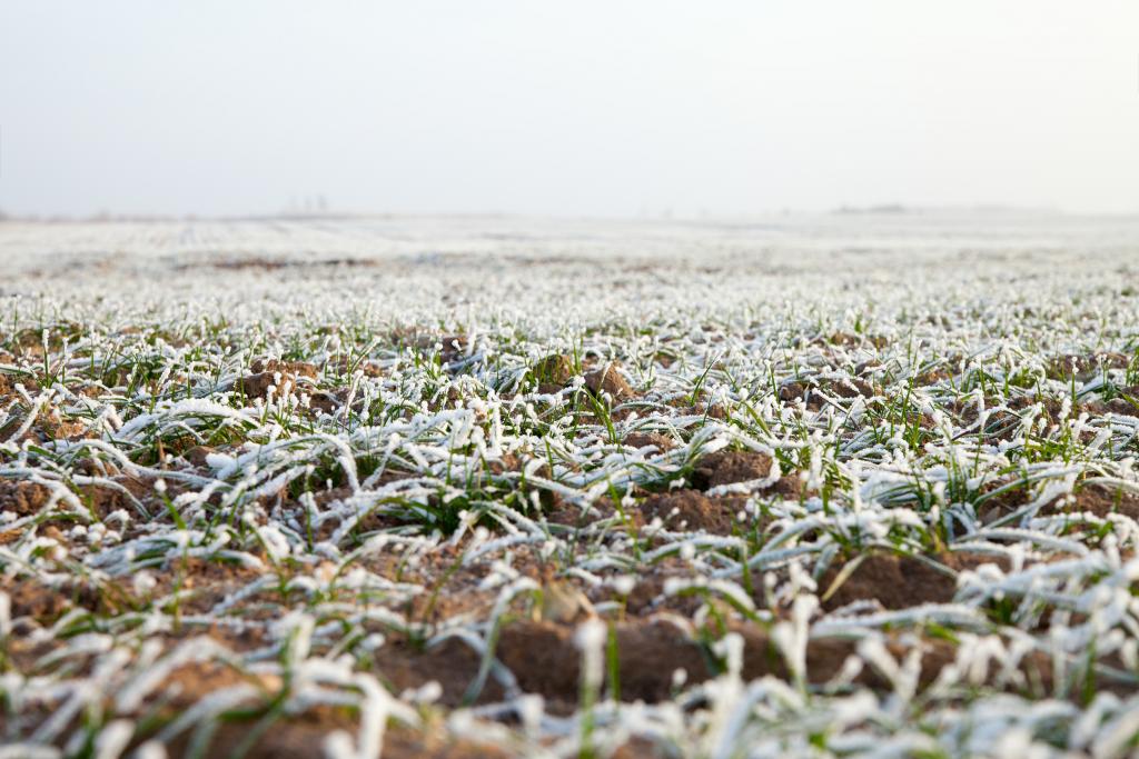 Los cultivos de invierno en Europa están en un estado vegetativo entre regular y bueno