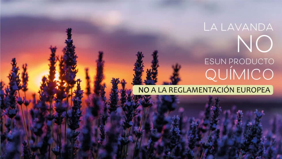 En peligro el cultivo de lavanda al calificar la CE su aceite esencial como producto químico