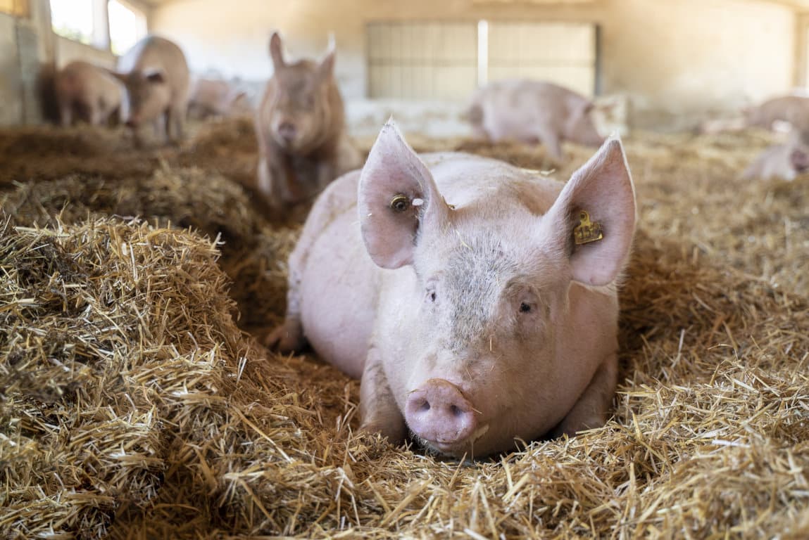 Bruselas fía la «complicada» situación del porcino a la autorregulación del sector