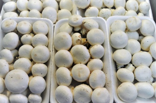 Champiñón: el MAPA plantea acudir al proceso de autorización excepcional para aprobar una materia activa efectiva contra el hongo Dactylium