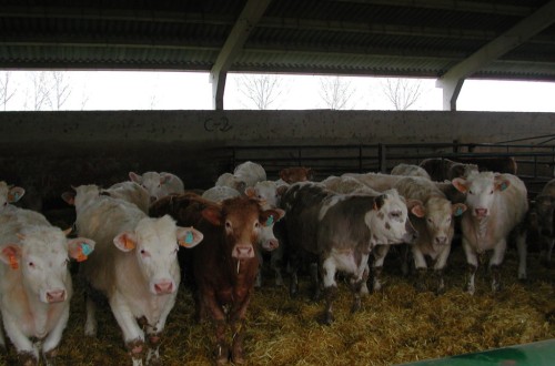 Castilla y León: abierto el plazo para ayudas a la construcción o ampliación de cebaderos