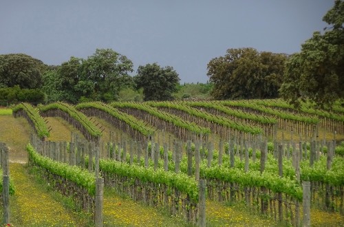 El Gobierno aprueba normas para flexibilizar las autorizaciones de plantación vitícola y las medidas del PASVE