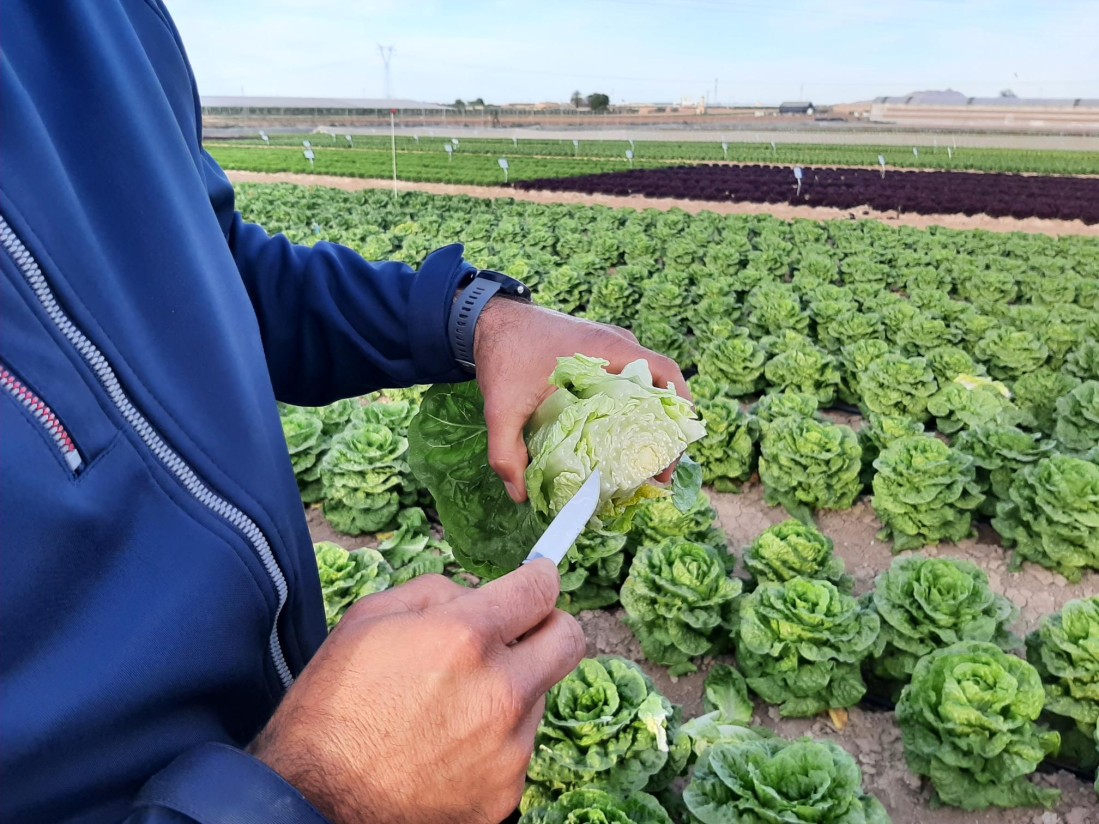 Syngenta presenta sus últimas novedades en lechuga