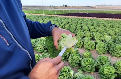 Syngenta presenta sus últimas novedades en lechuga