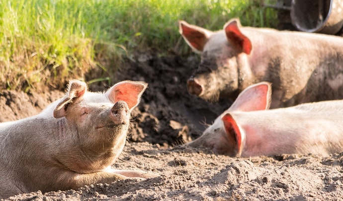 La Eurocámara calma al sector sobre la aplicación del bienestar animal en las explotaciones ganaderas