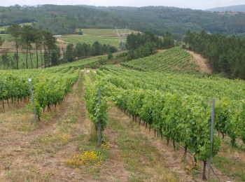 El mildiu del viñedo en la gestión integrada