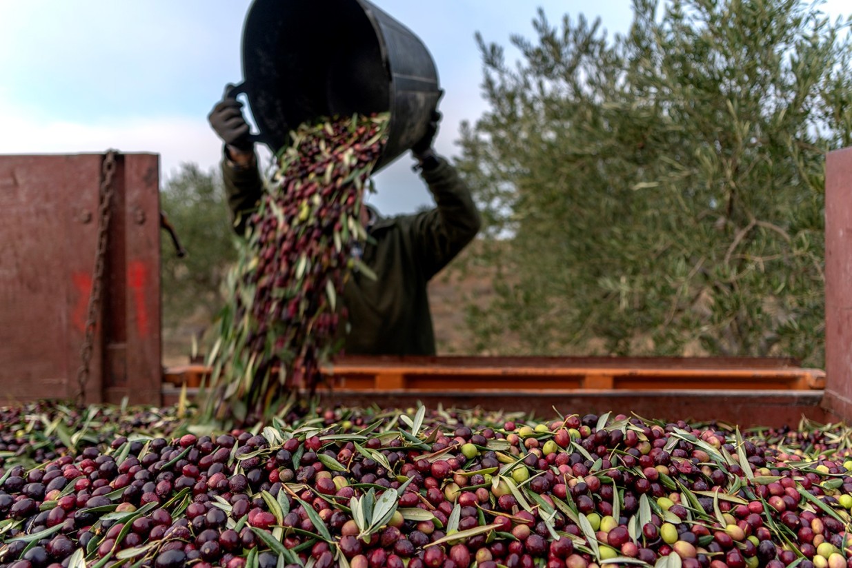 La producción nacional de aceite de oliva superó ya 1,3Mt hasta finales de enero