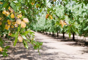 Asaja Granada reclama incluir a la provincia en las ayudas por sequía a frutos secos