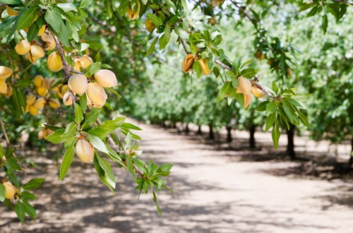 Asaja Granada reclama incluir a la provincia en las ayudas por sequía a frutos secos