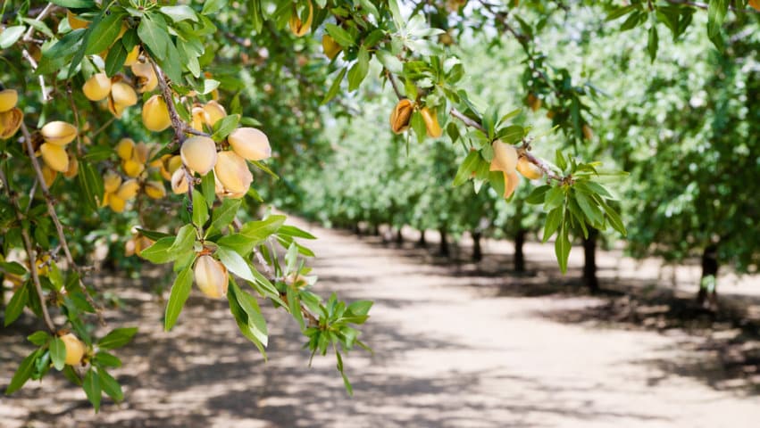 Equilibrium, la solución de Bioibérica Plant Health para la mejora del rendimiento del almendro