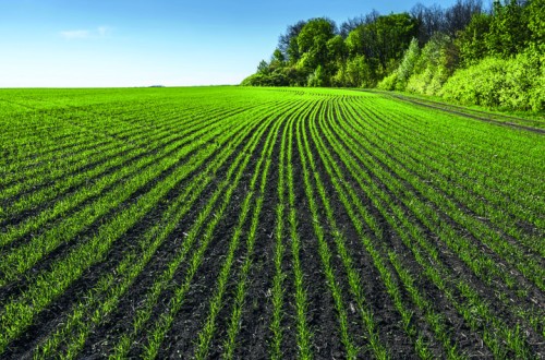Revycare, el nuevo fungicida para cereal de Basf llega a España