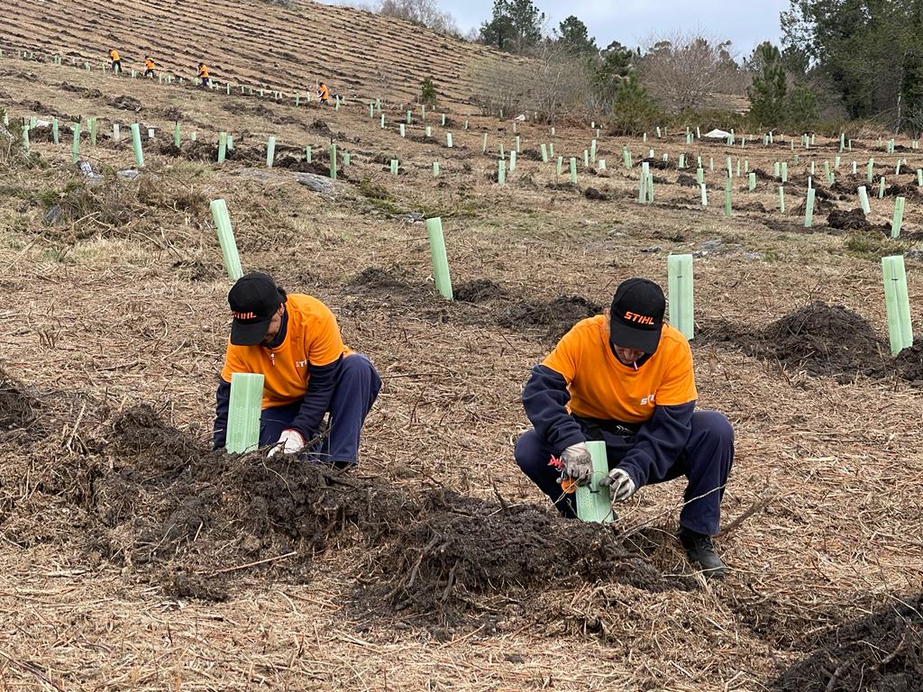 Stihl reforesta 20 hectáreas que ardieron en los incendios de 2017 en Galicia