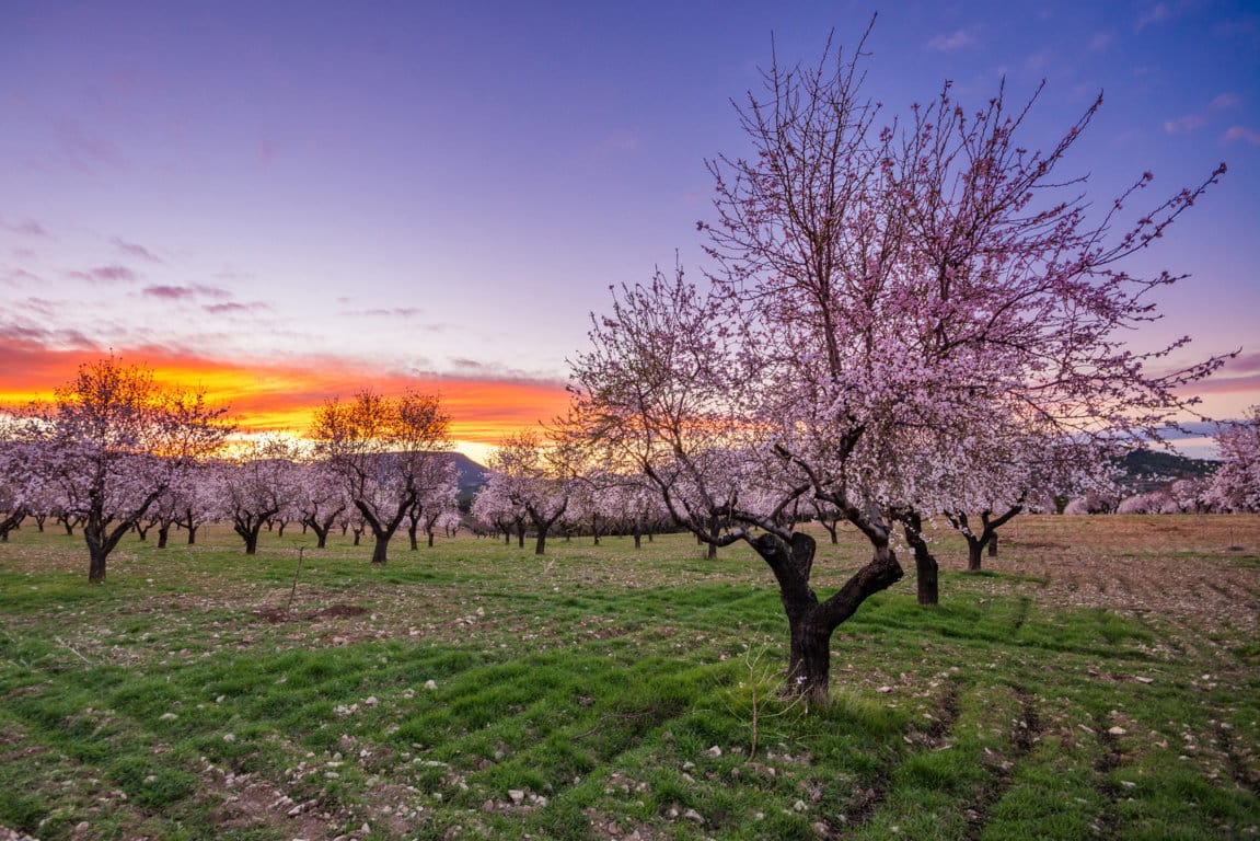 El Observatorio de la Biodiversidad Agraria cuenta ya con 25 entidades colaboradoras