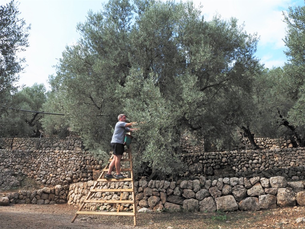 Límite de 62,16 M€ de presupuesto para el régimen de pequeños productores en la campaña PAC 2021