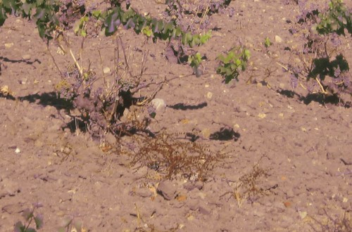 Castilla-La Mancha amplía la declaración de emergencia cinegética por la plaga de conejos