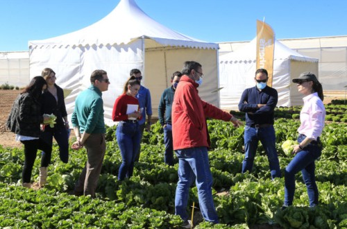 Basf introduce más resistencias en lechuga y espinaca