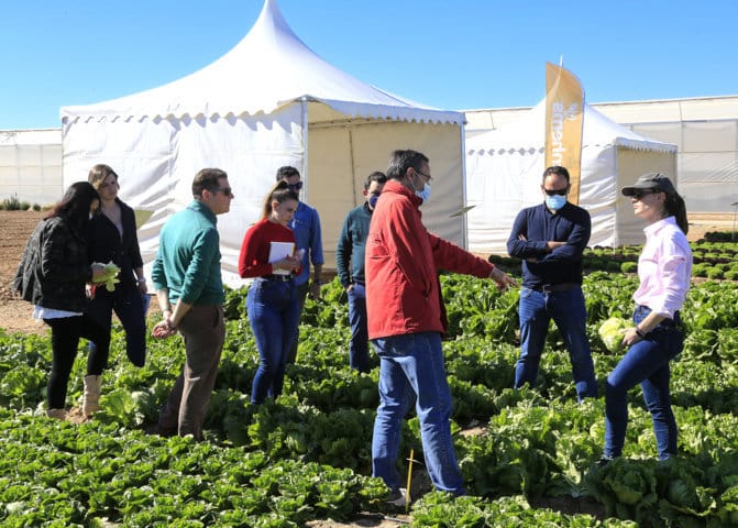 Basf introduce más resistencias en lechuga y espinaca