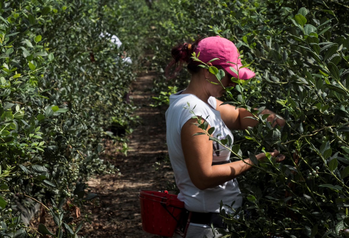 Los empresarios agrarios deploran una reforma laboral ajena a la realidad del campo español