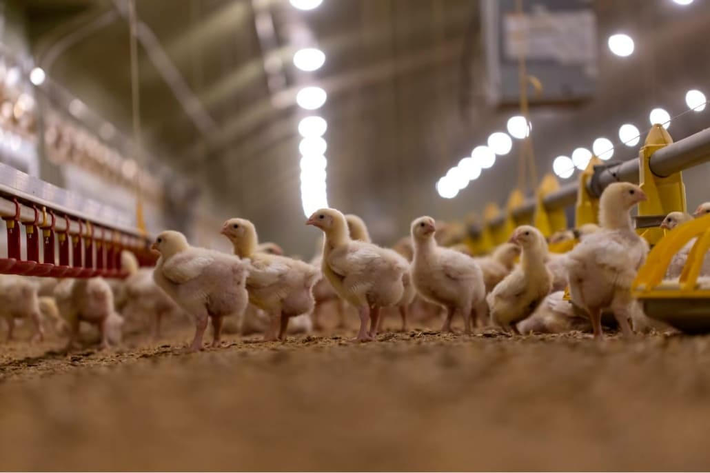 Efecto de la estacionalidad sobre la mortalidad en el transporte de pollos al matadero