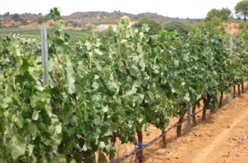 Estrategias de riego para las vides de la variedad Bobal
