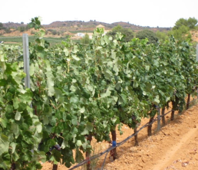 Estrategias de riego para las vides de la variedad Bobal