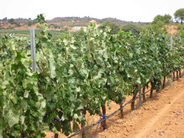 Estrategias de riego para las vides de la variedad Bobal