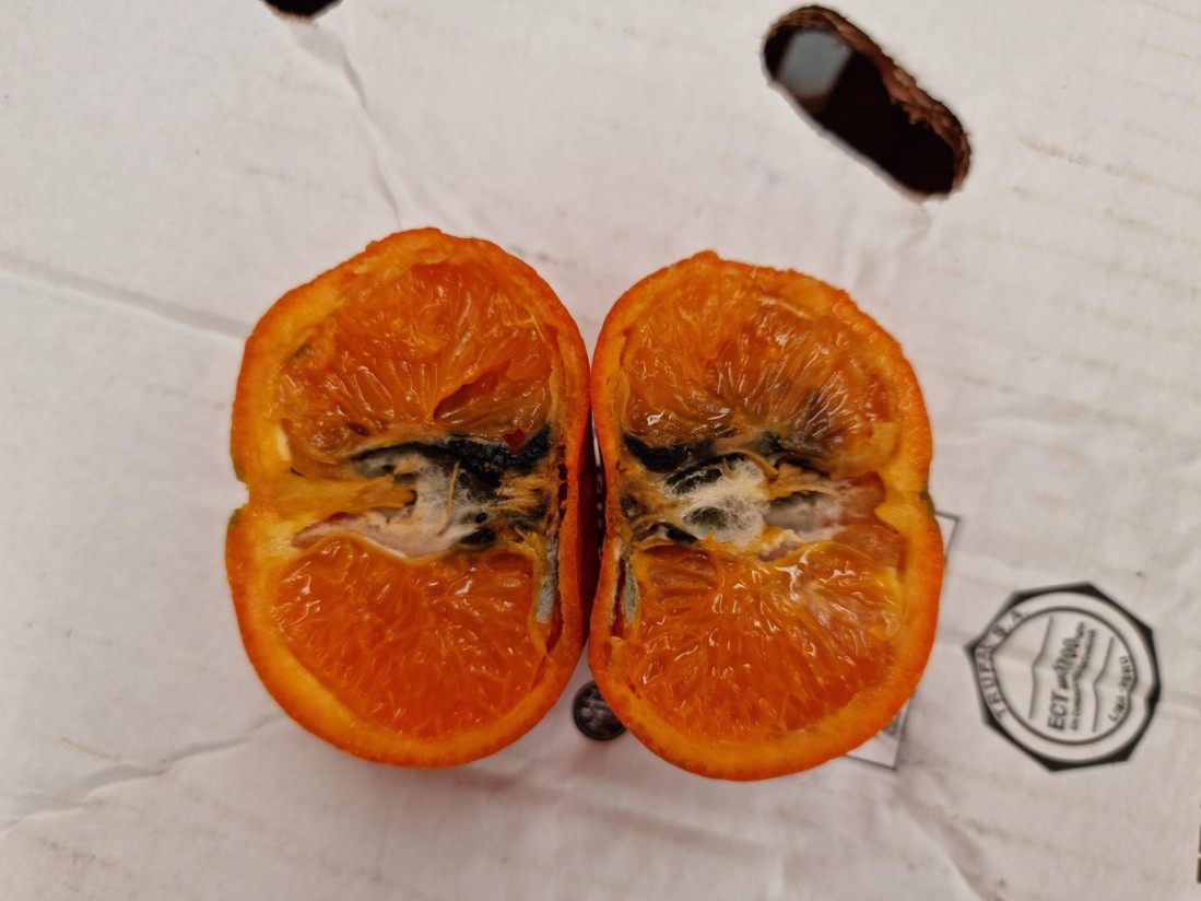El sector citrícola  valenciano considera un “hito” el tratamiento en frío para las importaciones de naranja