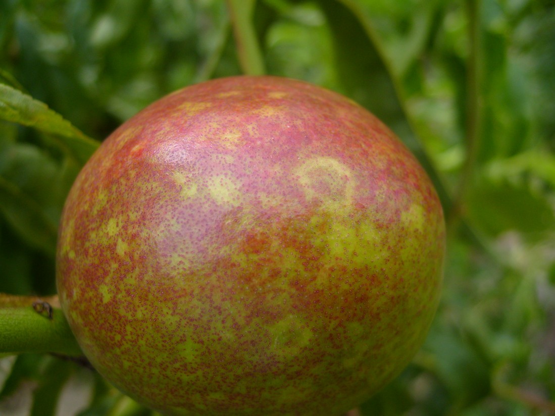 La sharka de los frutales de hueso, un problema de difícil gestión