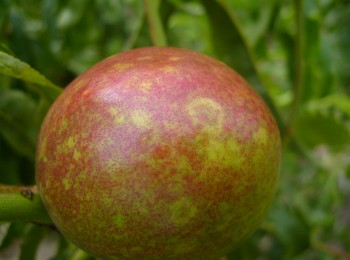 La sharka de los frutales de hueso, un problema de difícil gestión