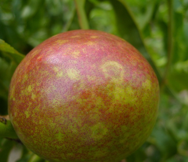 La sharka de los frutales de hueso, un problema de difícil gestión