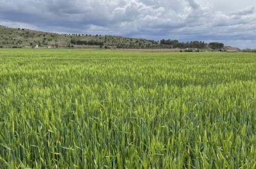 Consideraciones para un uso más eficiente de los fertilizantes en cultivos extensivos